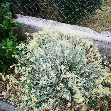 Apartment Zekija Barbat na Rabu Εξωτερικό φωτογραφία